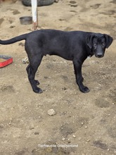 LINUS, Hund, Mischlingshund in Griechenland - Bild 6