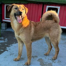 LORY, Hund, Mischlingshund in Rumänien - Bild 2