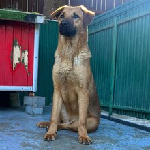 LAUR, Hund, Mischlingshund in Rumänien - Bild 6