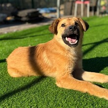 LEO, Hund, Mischlingshund in Rumänien - Bild 3