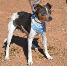 OREO, Hund, Bodeguero Andaluz in Spanien - Bild 2