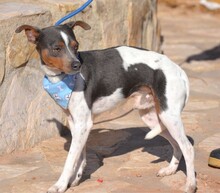 OREO, Hund, Bodeguero Andaluz in Spanien - Bild 3