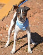 OREO, Hund, Bodeguero Andaluz in Spanien - Bild 4