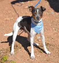 OREO, Hund, Bodeguero Andaluz in Spanien - Bild 5