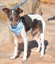 OREO, Hund, Bodeguero Andaluz in Spanien - Bild 6