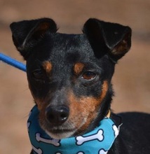 ROCKY, Hund, Bodeguero Andaluz in Spanien - Bild 1