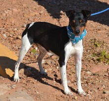 ROCKY, Hund, Bodeguero Andaluz in Spanien - Bild 2