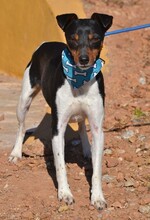 ROCKY, Hund, Bodeguero Andaluz in Spanien - Bild 3