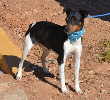 ROCKY, Hund, Bodeguero Andaluz in Spanien - Bild 4