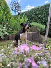 ROCKY, Hund, Bodeguero Andaluz in Eckental - Bild 10