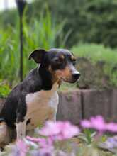 ROCKY, Hund, Bodeguero Andaluz in Eckental - Bild 11