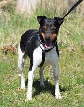 ROCKY, Hund, Bodeguero Andaluz in Eckental - Bild 5