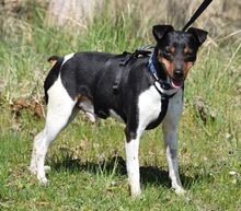 ROCKY, Hund, Bodeguero Andaluz in Eckental - Bild 6