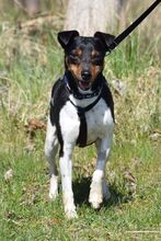 ROCKY, Hund, Bodeguero Andaluz in Eckental - Bild 7