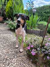 ROCKY, Hund, Bodeguero Andaluz in Eckental - Bild 8
