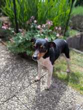 ROCKY, Hund, Bodeguero Andaluz in Eckental - Bild 9