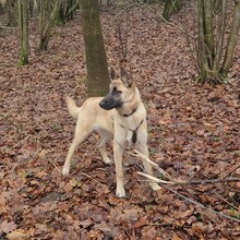 CHASE, Hund, Mischlingshund in Hamburg - Bild 1