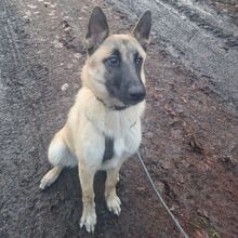 CHASE, Hund, Mischlingshund in Hamburg - Bild 3