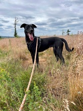 JENNA, Hund, Mischlingshund in Wilnsdorf - Bild 2