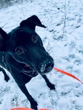 JENNA, Hund, Mischlingshund in Wilnsdorf - Bild 3