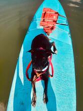 JENNA, Hund, Mischlingshund in Wilnsdorf - Bild 4