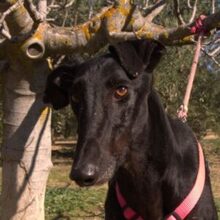 JULIA, Hund, Galgo Español in Spanien - Bild 1