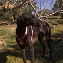 JULIA, Hund, Galgo Español in Spanien - Bild 2