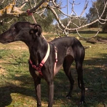 JULIA, Hund, Galgo Español in Spanien - Bild 3