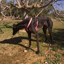 JULIA, Hund, Galgo Español in Spanien - Bild 4