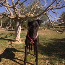 JULIA, Hund, Galgo Español in Spanien - Bild 5