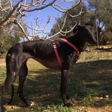 JULIA, Hund, Galgo Español in Spanien - Bild 6