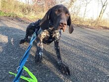 LEOPOLD, Hund, Pointer-Deutsch Kurzhaar-Mix in Ungarn - Bild 1