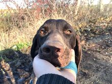 LEOPOLD, Hund, Pointer-Deutsch Kurzhaar-Mix in Ungarn - Bild 2