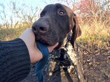 LEOPOLD, Hund, Pointer-Deutsch Kurzhaar-Mix in Ungarn - Bild 3