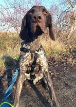 LEOPOLD, Hund, Pointer-Deutsch Kurzhaar-Mix in Ungarn - Bild 4