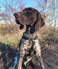 LEOPOLD, Hund, Pointer-Deutsch Kurzhaar-Mix in Ungarn - Bild 5