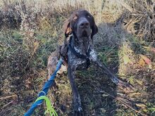 LEOPOLD, Hund, Pointer-Deutsch Kurzhaar-Mix in Ungarn - Bild 6