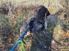 LEOPOLD, Hund, Pointer-Deutsch Kurzhaar-Mix in Ungarn - Bild 7