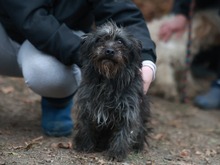 BUFFY, Hund, Mischlingshund in Viersen - Bild 3