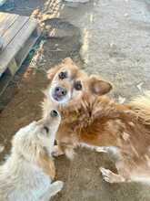 MERLIN, Hund, Volpino Italiano-Mix in Italien - Bild 2