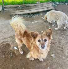 MERLIN, Hund, Volpino Italiano-Mix in Italien - Bild 3