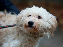 FLUFFY, Hund, Puli-Mix in Erkelenz - Bild 1