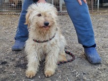 FLUFFY, Hund, Puli-Mix in Erkelenz - Bild 2