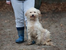 FLUFFY, Hund, Puli-Mix in Erkelenz - Bild 4