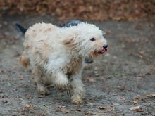 FLUFFY, Hund, Puli-Mix in Erkelenz - Bild 5