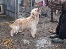 FLUFFY, Hund, Puli-Mix in Erkelenz - Bild 6