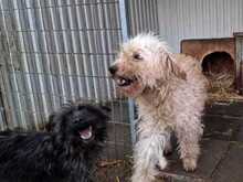 FLUFFY, Hund, Puli-Mix in Erkelenz - Bild 7