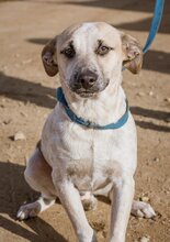 ZSOZSO, Hund, Mischlingshund in Ungarn - Bild 1