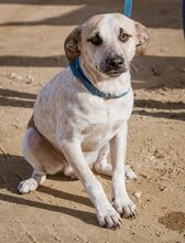 ZSOZSO, Hund, Mischlingshund in Ungarn - Bild 2