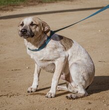 ZSOZSO, Hund, Mischlingshund in Ungarn - Bild 3